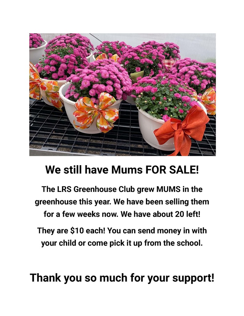 Mums for Sale